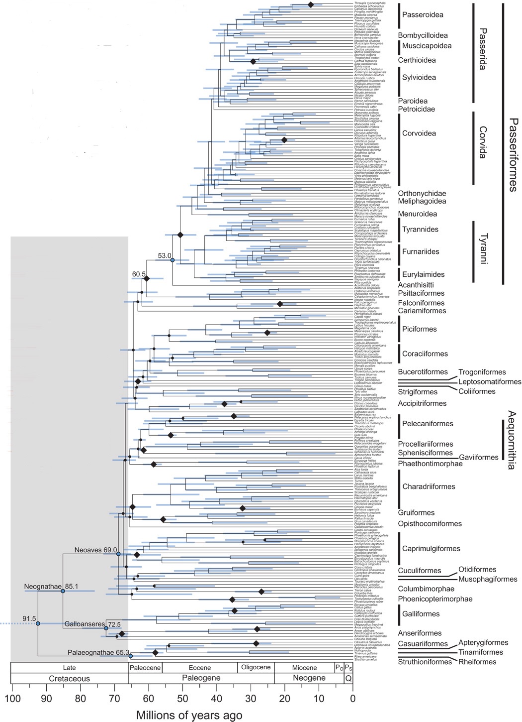 Phylogenetic tree of modern birds