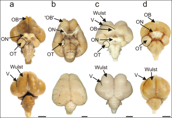 Photos of the brains of four species of birds