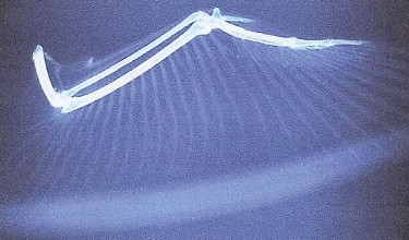 X-ray of a bird wing showing bones and outline of flight feathers