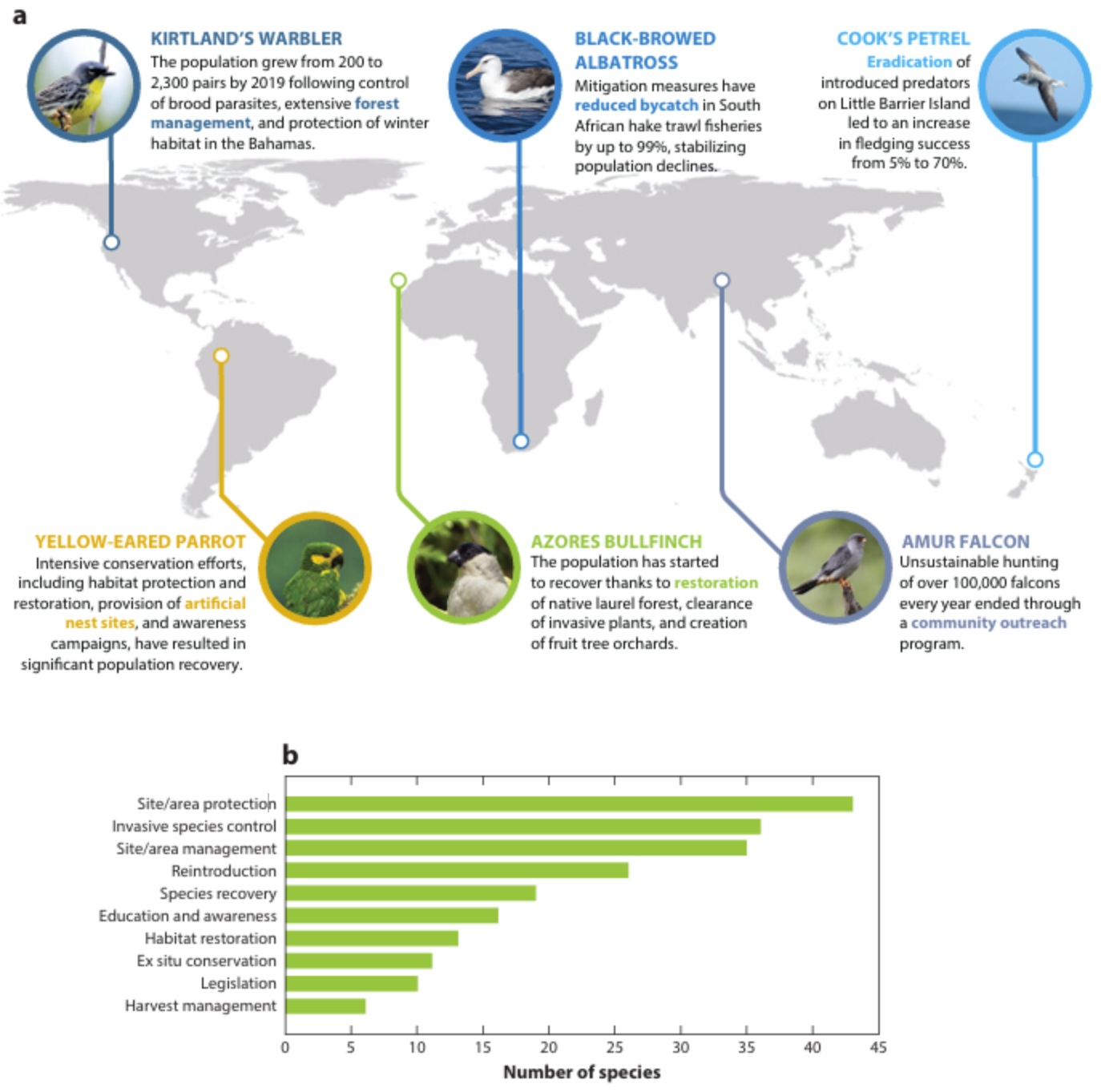 Examples of bird conservation efforts