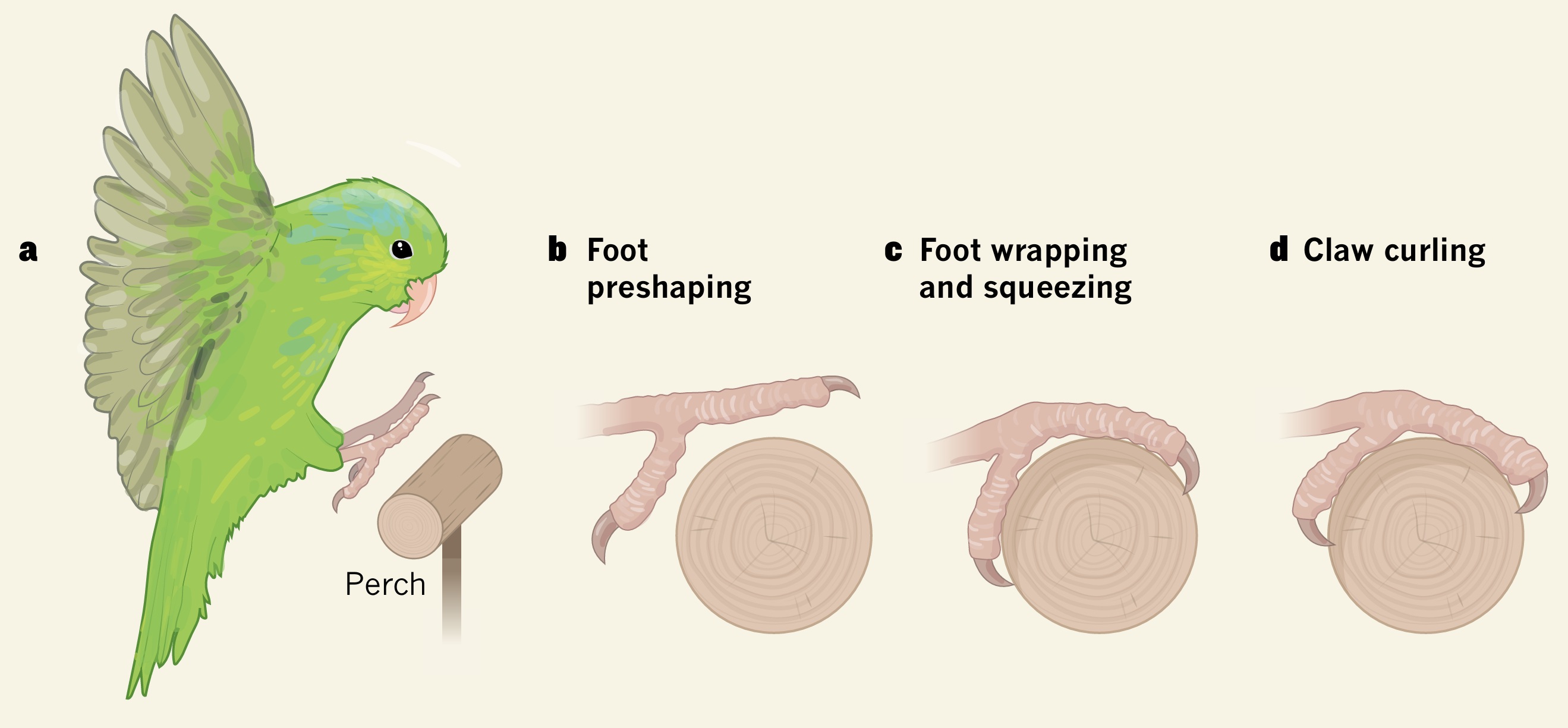 Bird landing on a perch