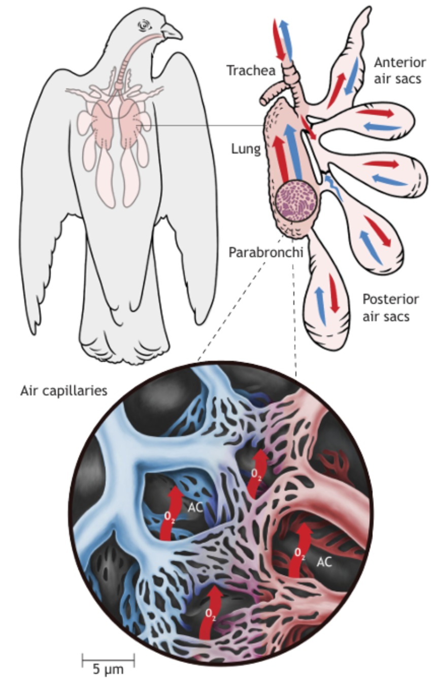 Bird respiration