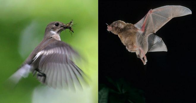 Photograph of a bird in flight and a bat in flight