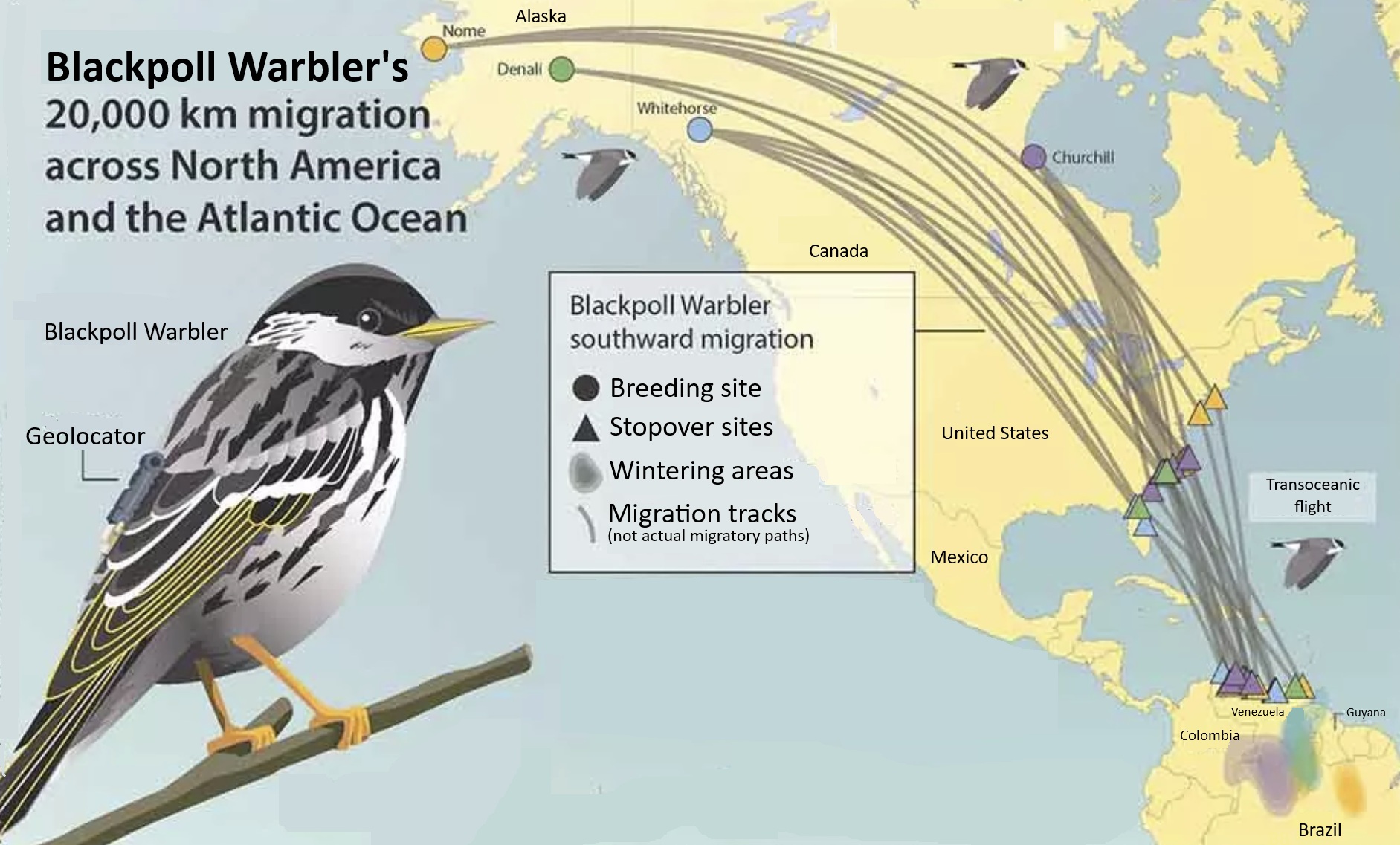 Blackpoll Warbler migration routes