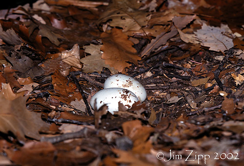 Photo of a Black Vulture nest with two eggs