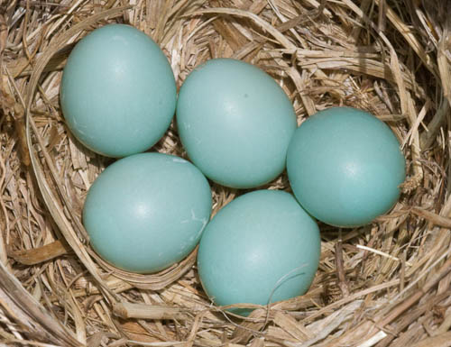 Photo of five eggs in an Eastern Bluebird nest