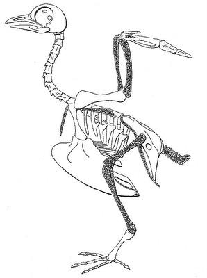 Drawing of the pigeon skeleton