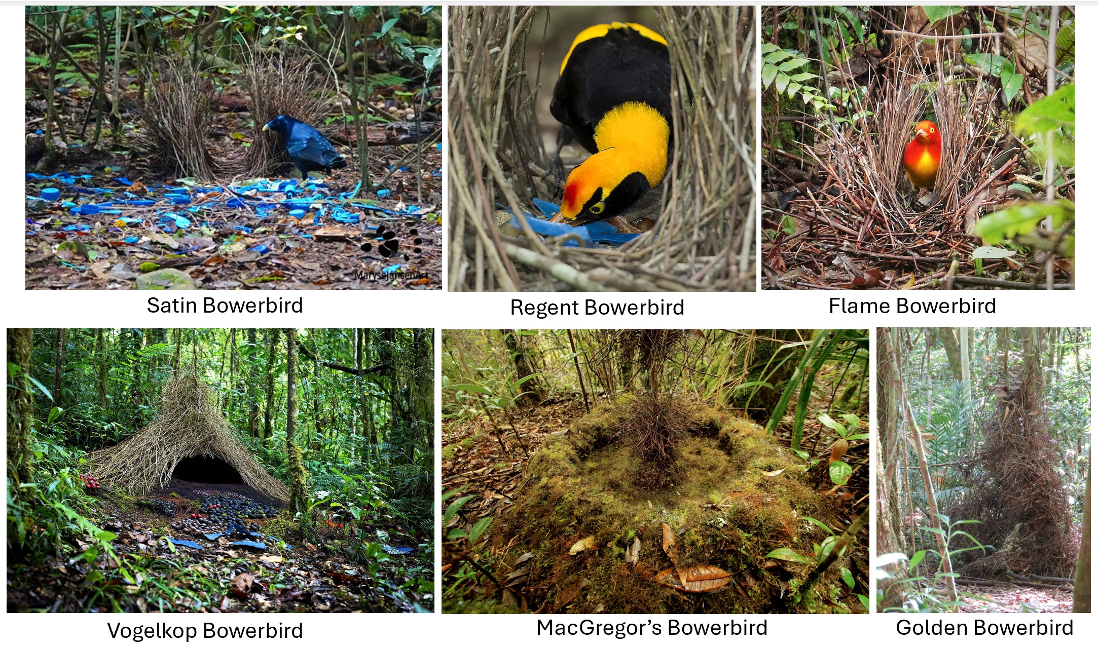 Examples of bowerbird bowers