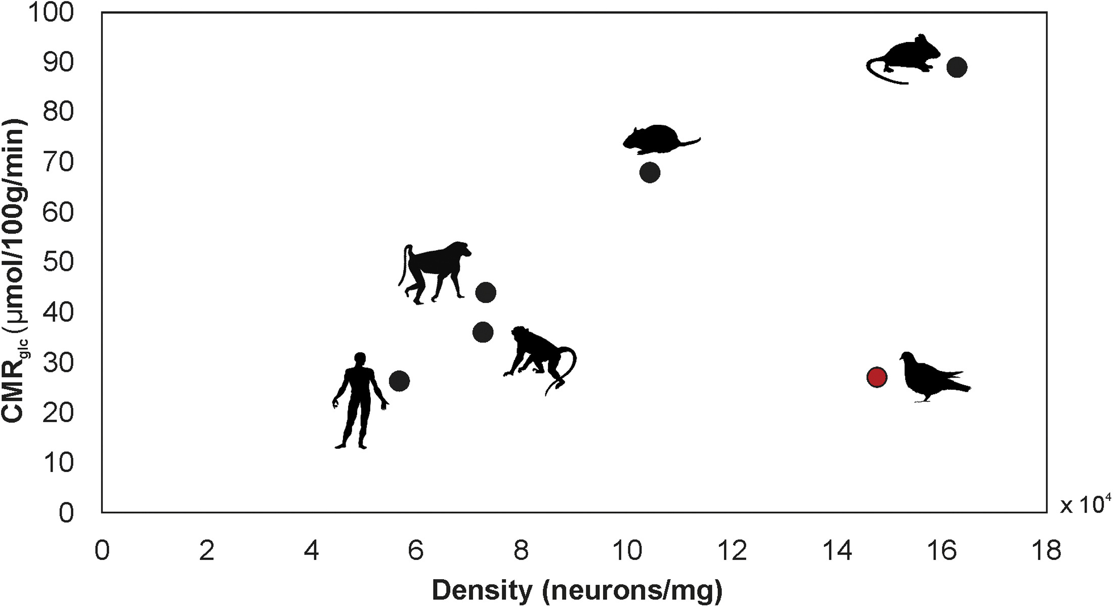 Glucose consumption by neurons