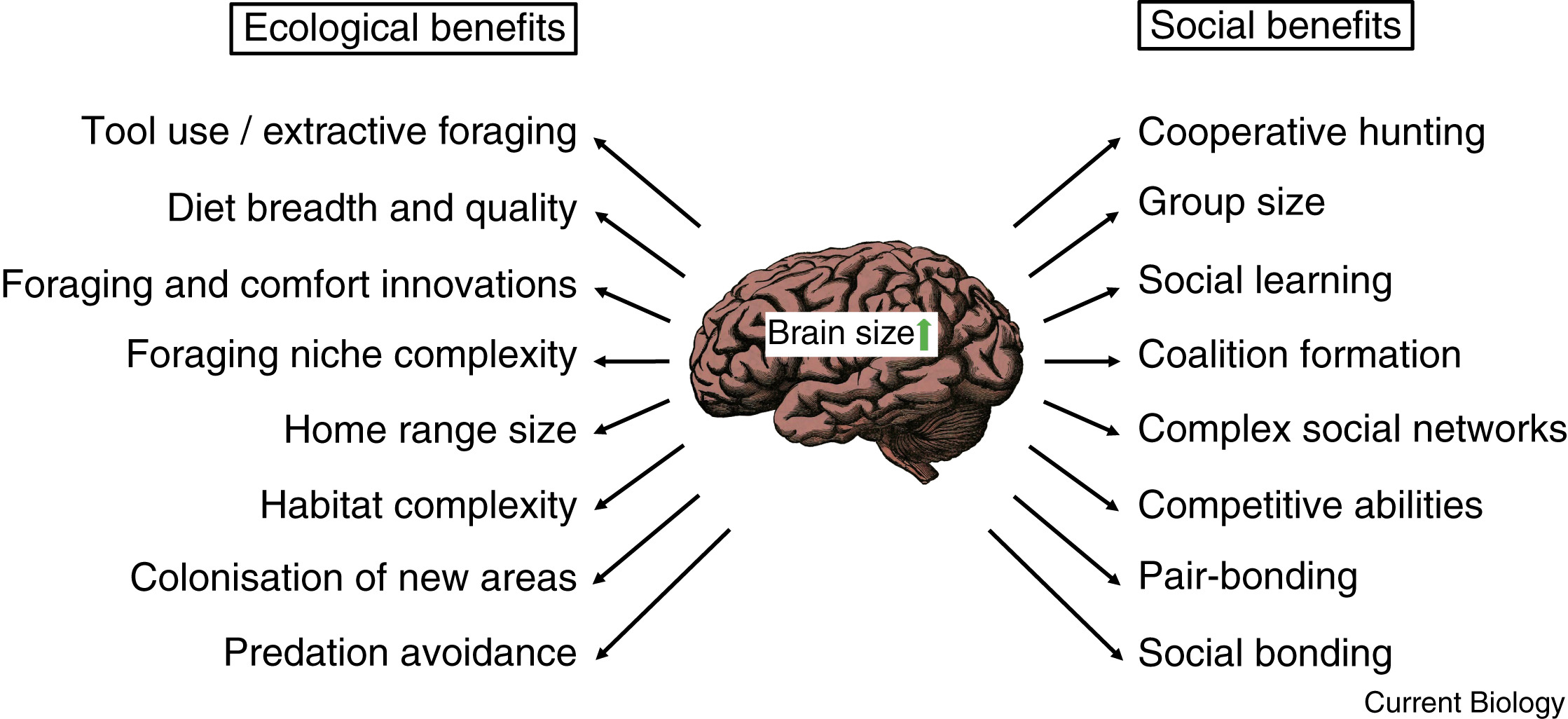 Advantages of large brains