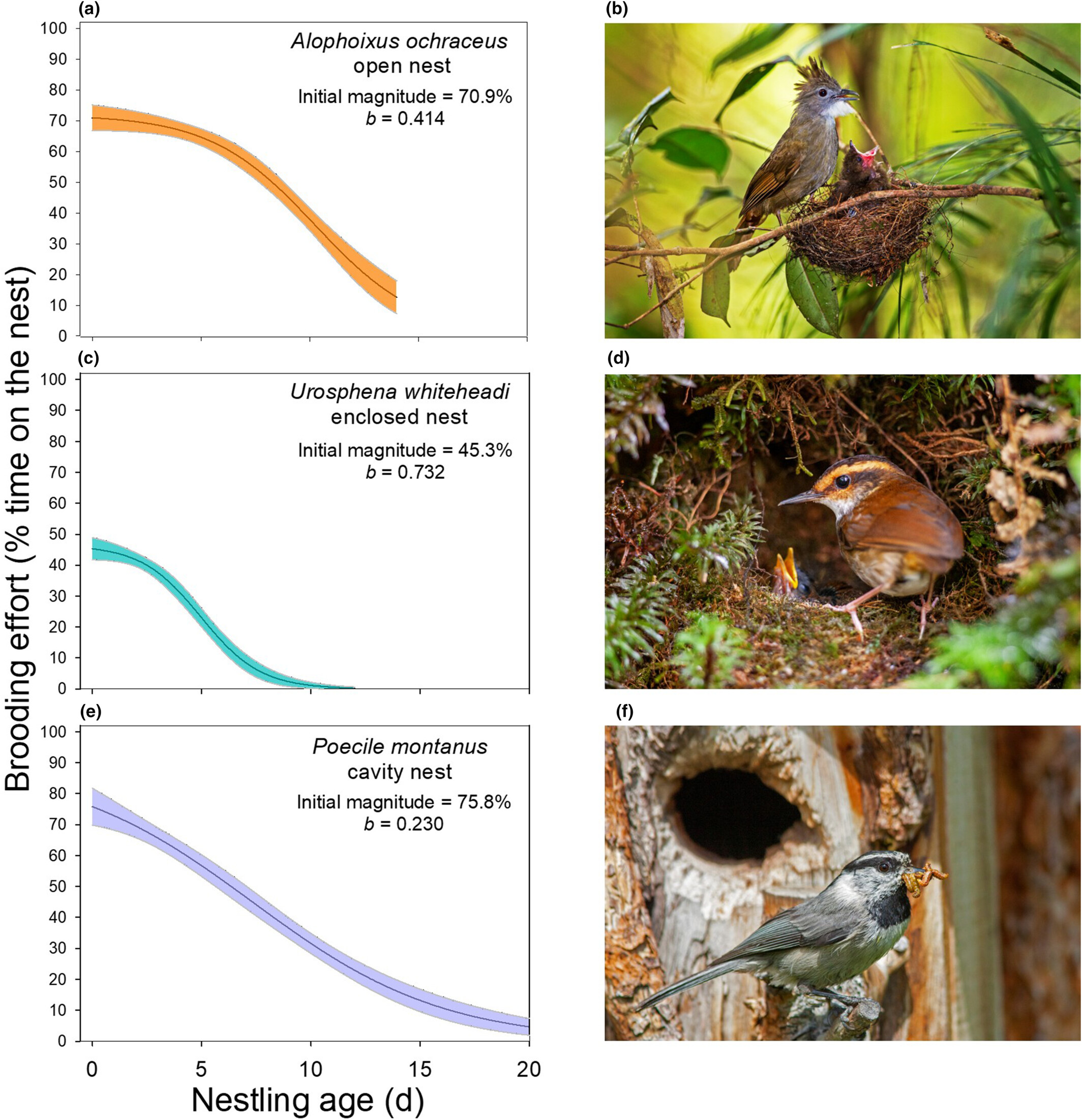 Time spent brooding by 3 species of birds