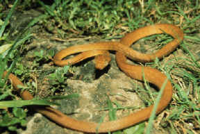 Photo of a brown tree snake