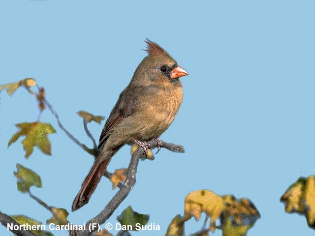 Photo of a female Northern Cardinal