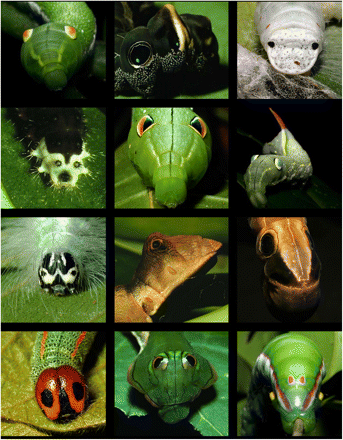 12 photos of insects showing false eyes and faces