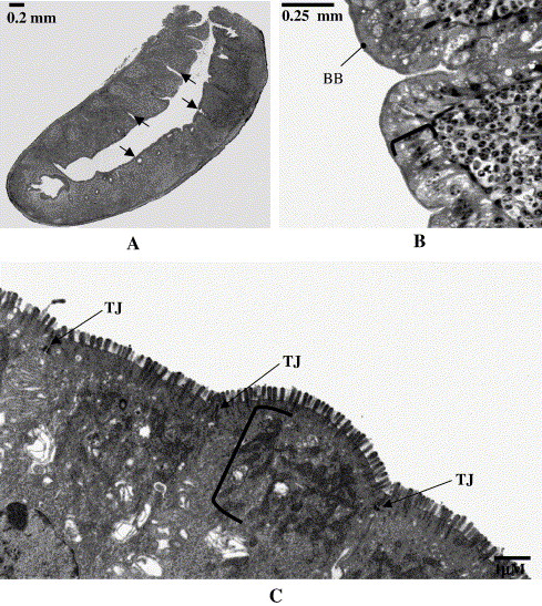 Photomicrograph of the cecum of a House Sparrow