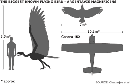 Drawing of a comparison of the size of the largest flying bird with a man, small airplane, and an eagle