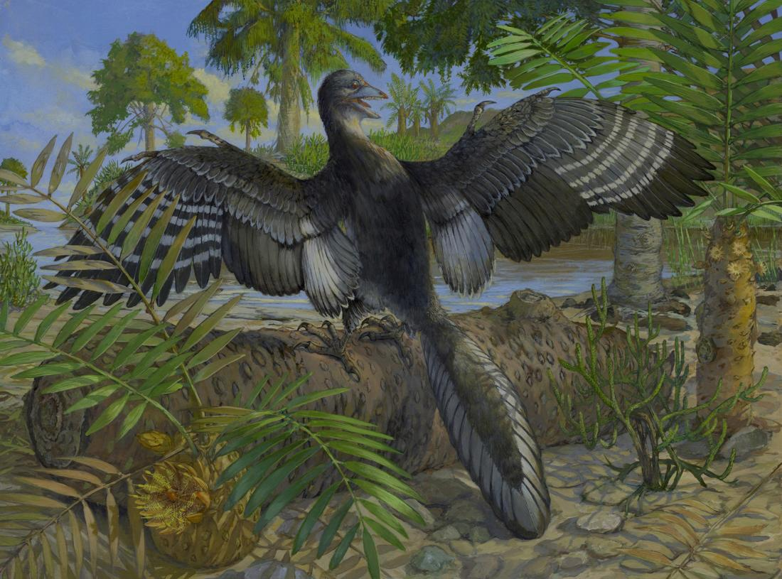 Archaeopteryx drawing
