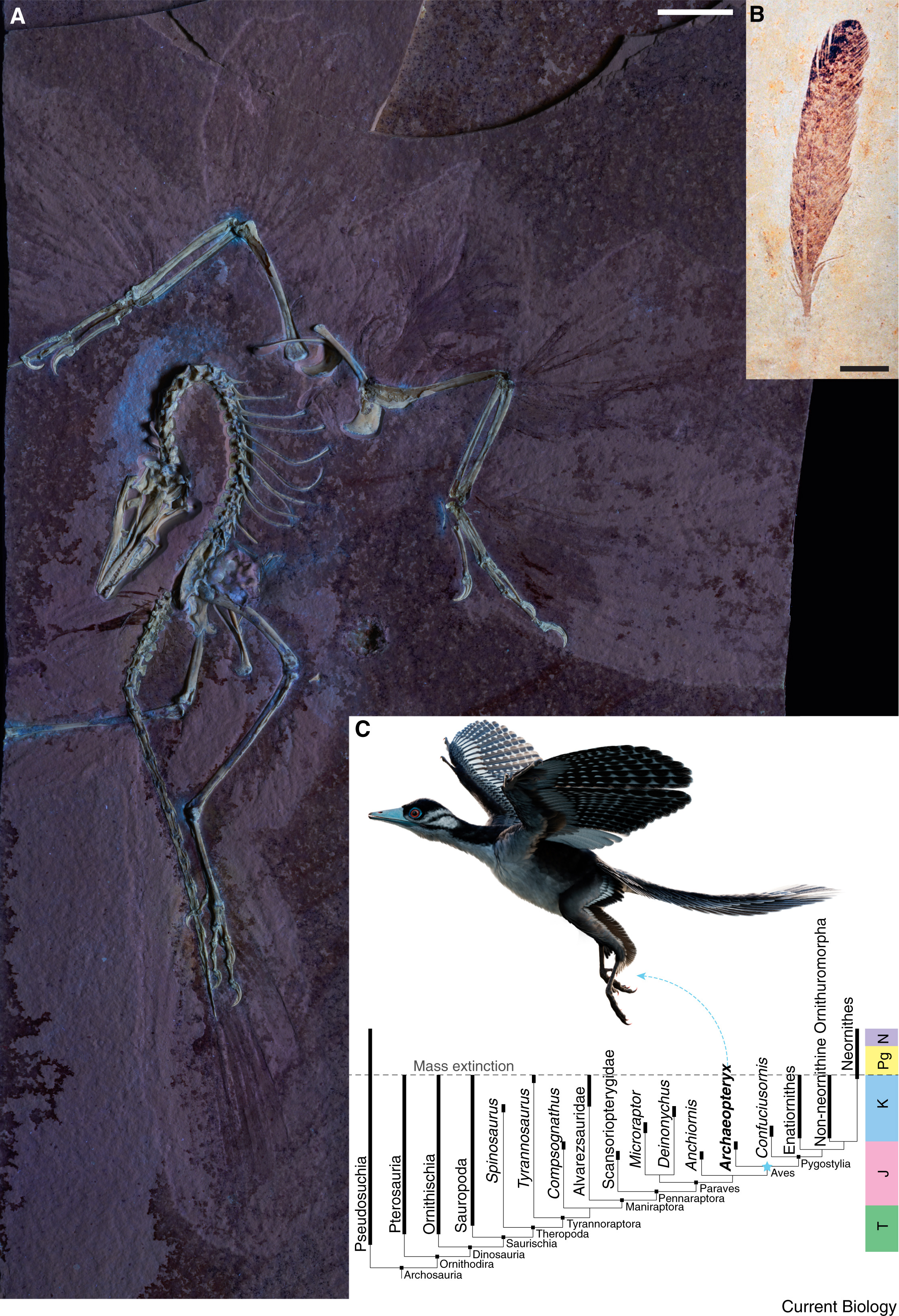 Archaeopteryx fossil