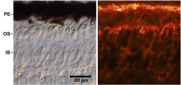 Micrographs showing location of globin E in a chicken retina