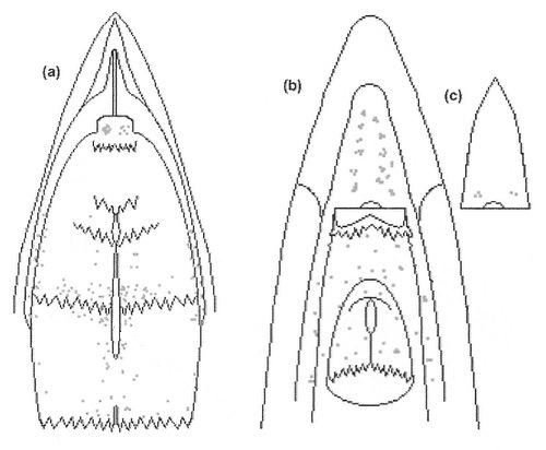 Drawings showing location of taste buds on the tongue, palate, and floor of the oral cavity of a chicken
