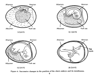 Drawings of different stages in chicken embryo development