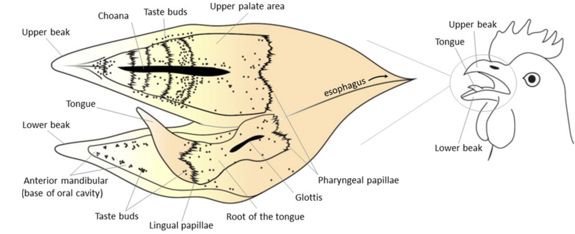 Drawings showing location of taste buds on the tongue, palate, and floor of the oral cavity of a chicken