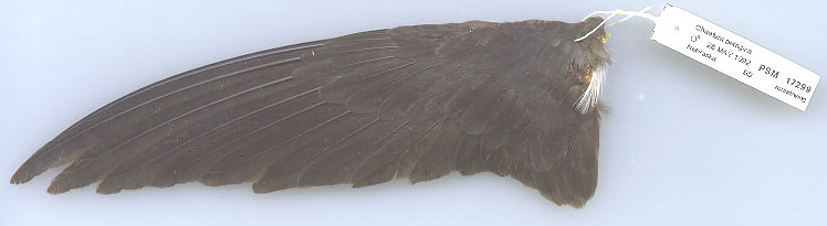Photo of a wing of a Chimney Swift