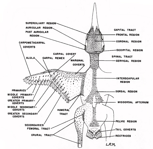 Drawing showing bird feather tracts