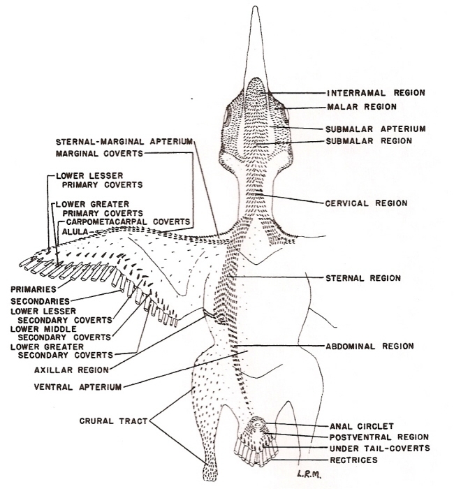 Drawing showing bird feather tracts on the ventral surface