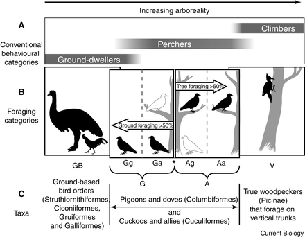 Comparison of feet and claws of several different species of birds