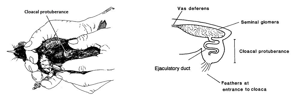 Drawings of the cloacal protuberance of a male Stitchbird