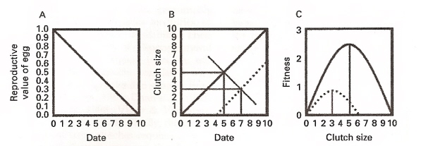 Graphs illustrating three hypotheses concerning the seasonal decline in avian clutch sizes