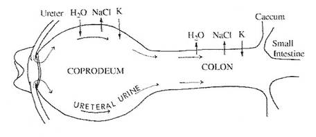 Drawing of the cloaca and lower intestine of a chicken