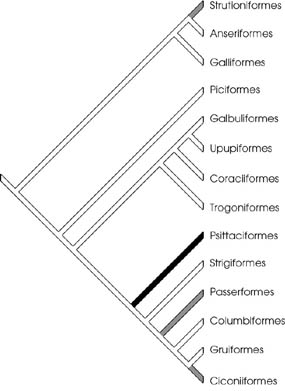 Phylogenetic distribution of avian vision systems