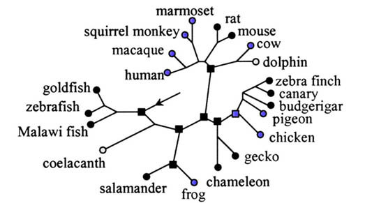 Drawing illustrating evolution of vertebrate UV vision