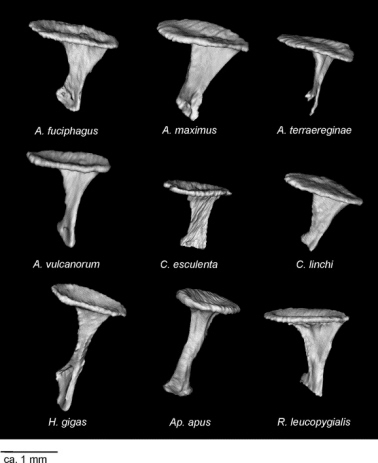 Photo of middle ear bones of nine species of birds
