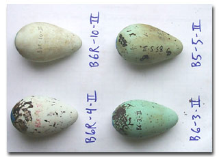 Photo showing variation in appearance of eggs of four different female Common Murres