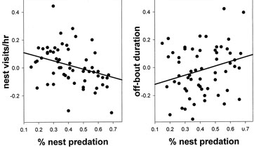 Graphs showing relationships between percent of nests predated and number of nest visits and duratino of off-bouts