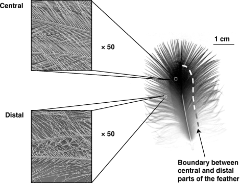 Structure of a cormorant feather