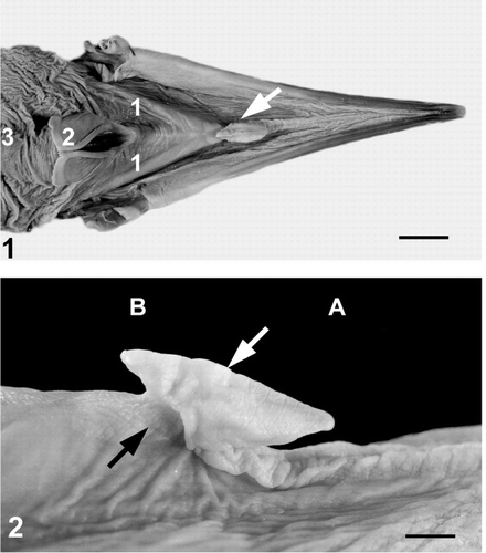 Two photos of the tongue of a Great Cormorant