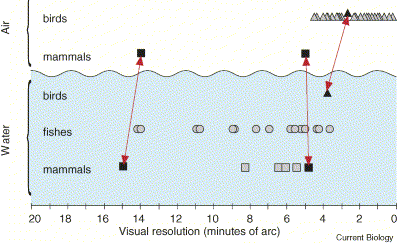Diagram showing visual resolution of Great Cormorants