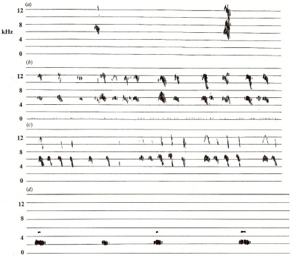 Sonagrams of the begging calls of a Reed Warbler, four Reed Warblers, a Common Cuckoo, and a European Blackbird nestling
