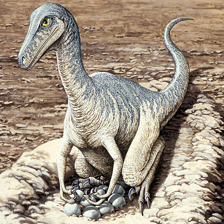 Drawing of a Troodon on its nest with eggs