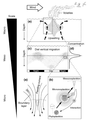 Drawing showing how productive areas of ocean release dimethyl sulfide gas