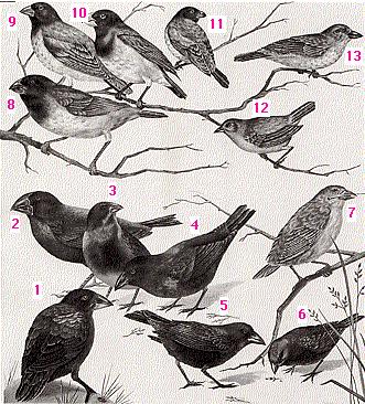 Drawing of Darwin's Finches