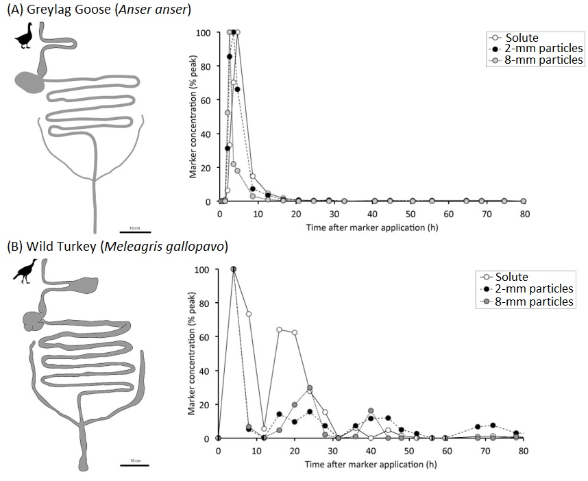 Digestive systems of a goose and a turkey and time needed for materials to move through the digestive systems