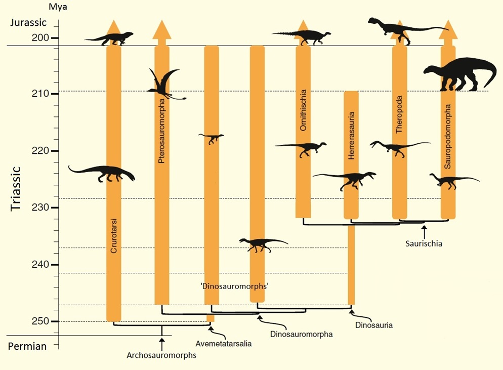 Phylogeny of the Archosauromorphs