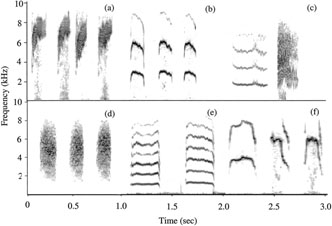 Sonagrams of the distress calls of six species of Neotropical birds