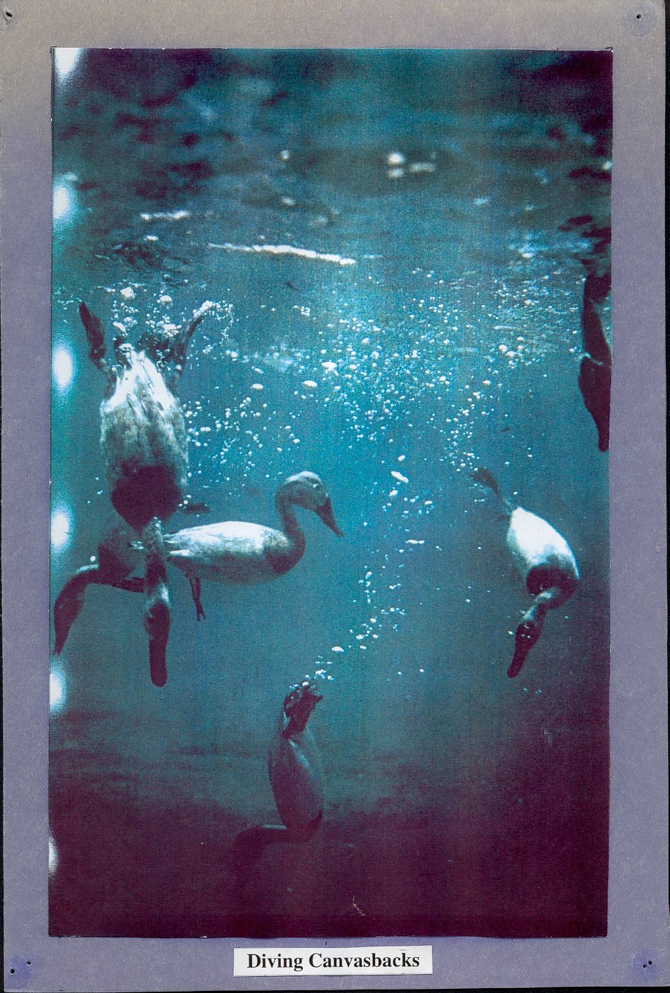 Photo of ducks under water