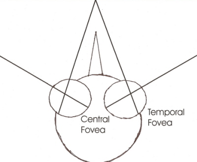 Drawing showing location of the central and temporal foveas in a avian eye